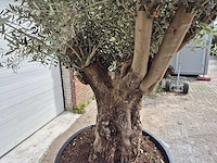 Olijfboom old trunk - olea europaea - 75 jaar oud - hoogte ca. 350 cm - afbeelding 3 van  6