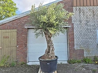 Olijfboom old trunk - olea europaea - 75 jaar oud - hoogte ca. 350 cm - afbeelding 1 van  7