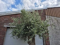 Olijfboom old trunk - olea europaea - 75 jaar oud - hoogte ca. 350 cm - afbeelding 4 van  7