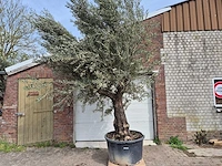 Olijfboom old trunk - olea europaea - 75 jaar oud - hoogte ca. 350 cm - afbeelding 1 van  7