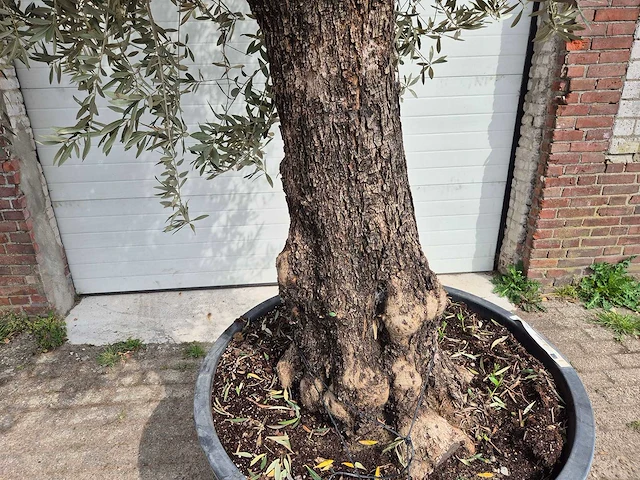 Olijfboom old trunk - olea europaea - 75 jaar oud - hoogte ca. 350 cm - afbeelding 2 van  7
