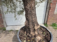 Olijfboom old trunk - olea europaea - 75 jaar oud - hoogte ca. 350 cm - afbeelding 2 van  7