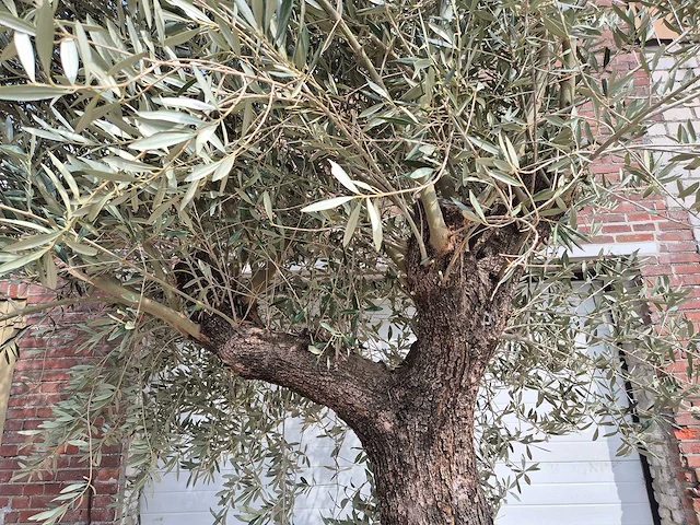 Olijfboom old trunk - olea europaea - 75 jaar oud - hoogte ca. 350 cm - afbeelding 3 van  7