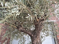 Olijfboom old trunk - olea europaea - 75 jaar oud - hoogte ca. 350 cm - afbeelding 3 van  7