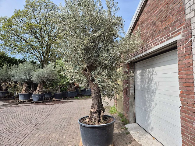 Olijfboom old trunk - olea europaea - 75 jaar oud - hoogte ca. 350 cm - afbeelding 4 van  7