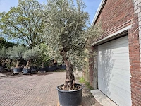 Olijfboom old trunk - olea europaea - 75 jaar oud - hoogte ca. 350 cm - afbeelding 4 van  7