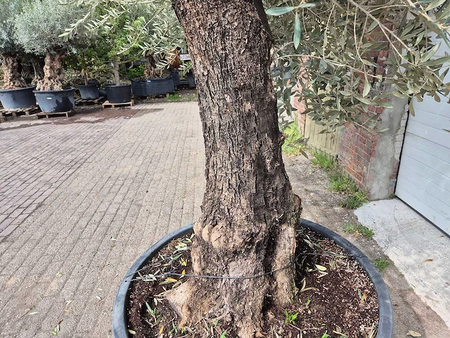 Olijfboom old trunk - olea europaea - 75 jaar oud - hoogte ca. 350 cm - afbeelding 5 van  7