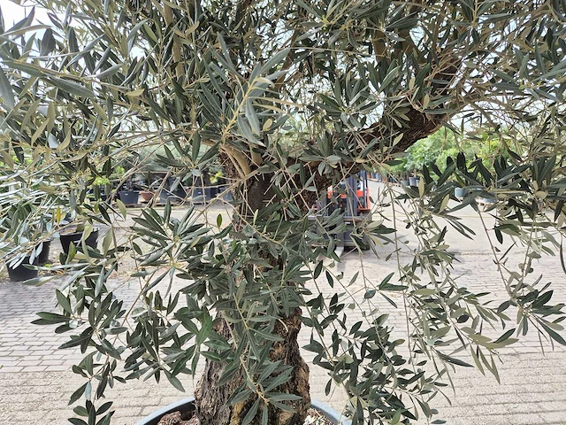 Olijfboom old trunk - olea europaea - 75 jaar oud - hoogte ca. 350 cm - afbeelding 6 van  7