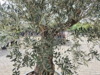 Olijfboom old trunk - olea europaea - 75 jaar oud - hoogte ca. 350 cm - afbeelding 6 van  7
