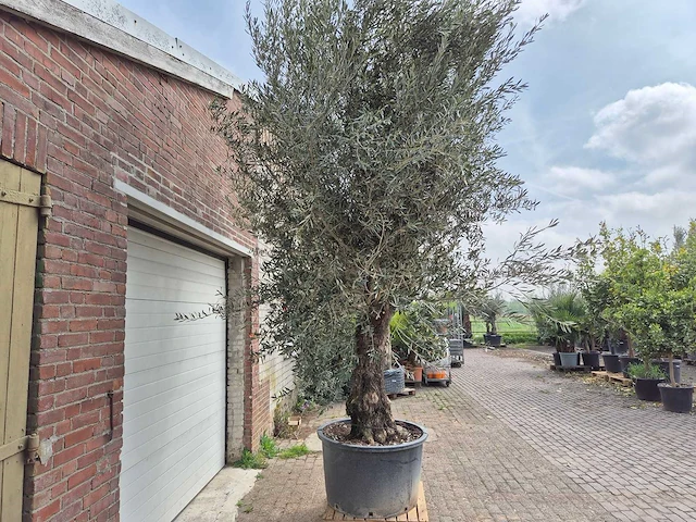 Olijfboom old trunk - olea europaea - 75 jaar oud - hoogte ca. 350 cm - afbeelding 7 van  7