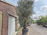 Olijfboom old trunk - olea europaea - 75 jaar oud - hoogte ca. 350 cm - afbeelding 7 van  7
