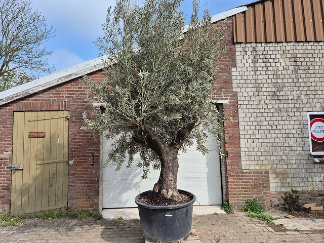 Olijfboom old trunk - olea europaea - 75 jaar oud - hoogte ca. 350 cm - afbeelding 1 van  6