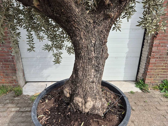 Olijfboom old trunk - olea europaea - 75 jaar oud - hoogte ca. 350 cm - afbeelding 2 van  6