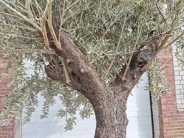 Olijfboom old trunk - olea europaea - 75 jaar oud - hoogte ca. 350 cm - afbeelding 3 van  6