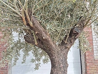Olijfboom old trunk - olea europaea - 75 jaar oud - hoogte ca. 350 cm - afbeelding 3 van  6