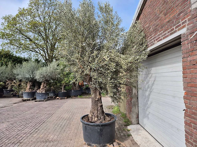 Olijfboom old trunk - olea europaea - 75 jaar oud - hoogte ca. 350 cm - afbeelding 4 van  6