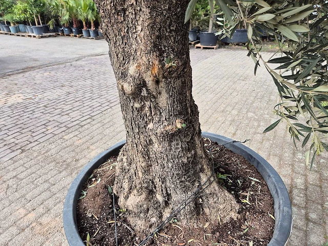 Olijfboom old trunk - olea europaea - 75 jaar oud - hoogte ca. 350 cm - afbeelding 5 van  6