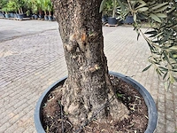 Olijfboom old trunk - olea europaea - 75 jaar oud - hoogte ca. 350 cm - afbeelding 5 van  6