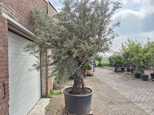 Olijfboom old trunk - olea europaea - 75 jaar oud - hoogte ca. 350 cm - afbeelding 6 van  6