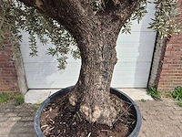 Olijfboom old trunk - olea europaea - 75 jaar oud - hoogte ca. 350 cm - afbeelding 2 van  6