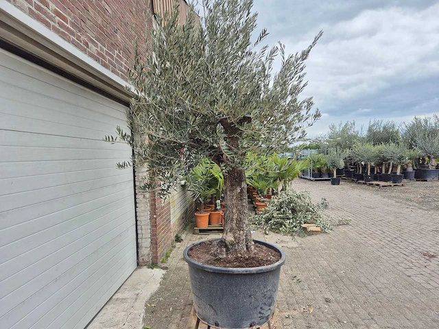 Olijfboom old trunk xl - olea europaea - 75 jaar oud - hoogte ca. 300 cm - afbeelding 6 van  6