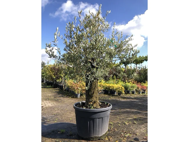 Olijfboom olea europaea, karakterboom, bladhoudend in winter, ca. 150 cm hoog - afbeelding 1 van  2