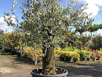 Olijfboom olea europaea, karakterboom, bladhoudend in winter, ca. 150 cm hoog - afbeelding 1 van  2