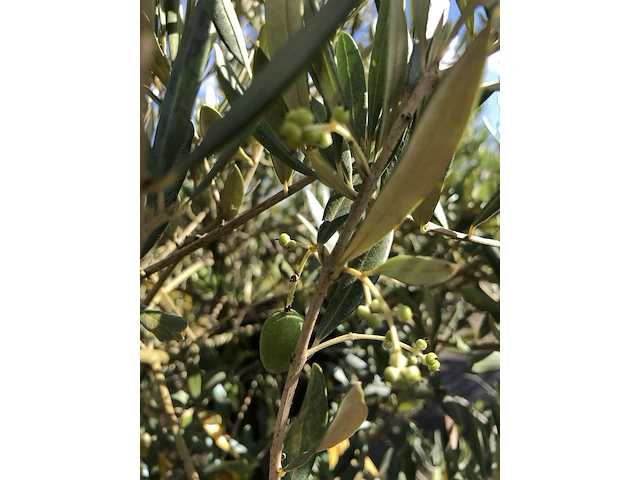 Olijfboom olea europaea, karakterboom, bladhoudend in winter, ca. 150 cm hoog - afbeelding 2 van  2