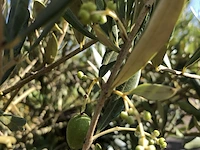 Olijfboom olea europaea, karakterboom, bladhoudend in winter, ca. 150 cm hoog - afbeelding 2 van  2