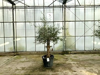 Olijfboom (olea europaea lessini)