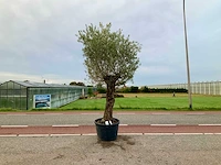 Olijfboom (olea europaea lessini)