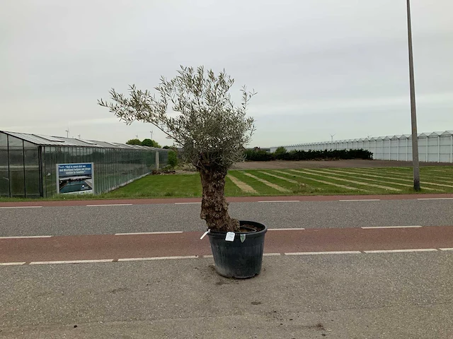 Olijfboom (olea europaea lessini) - afbeelding 1 van  1