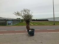 Olijfboom (olea europaea lessini) - afbeelding 1 van  1