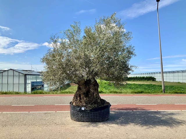 Olijfboom (olea europaea lessini) - afbeelding 1 van  1