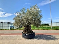 Olijfboom (olea europaea lessini) - afbeelding 1 van  1