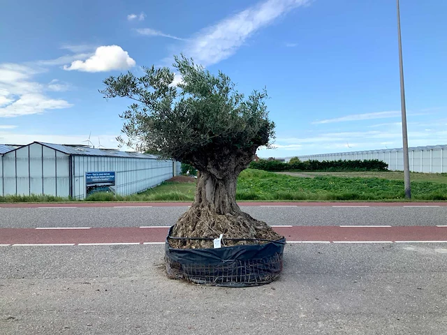 Olijfboom (olea europaea lessini) - afbeelding 1 van  1