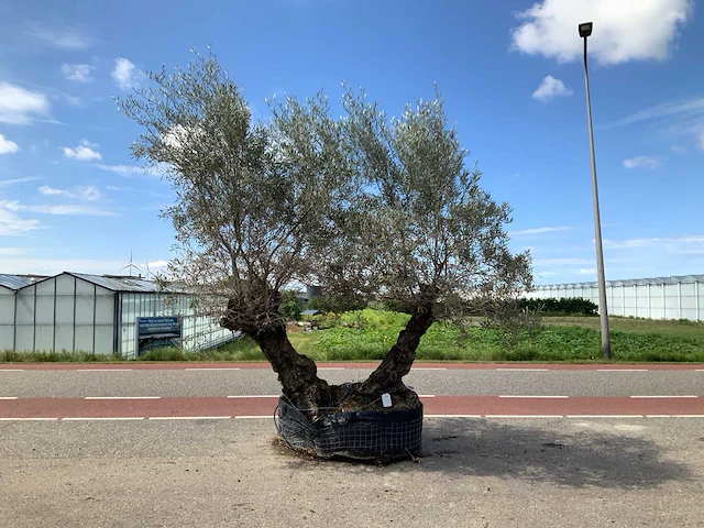 Olijfboom (olea europaea lessini) - afbeelding 1 van  1