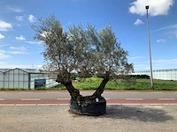 Olijfboom (olea europaea lessini) - afbeelding 1 van  1