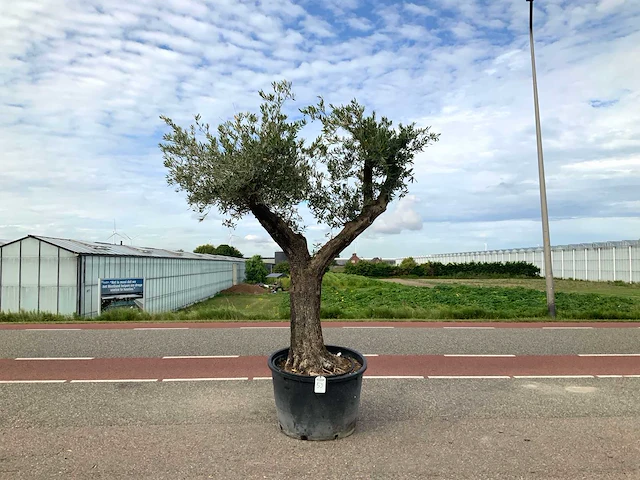 Olijfboom (olea europaea lessini) - afbeelding 1 van  1