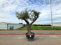 Olijfboom (olea europaea lessini) - afbeelding 1 van  1