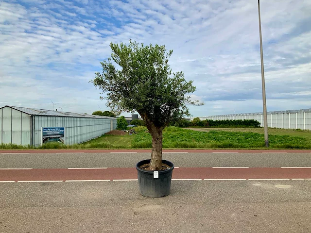 Olijfboom (olea europaea lessini) - afbeelding 1 van  1