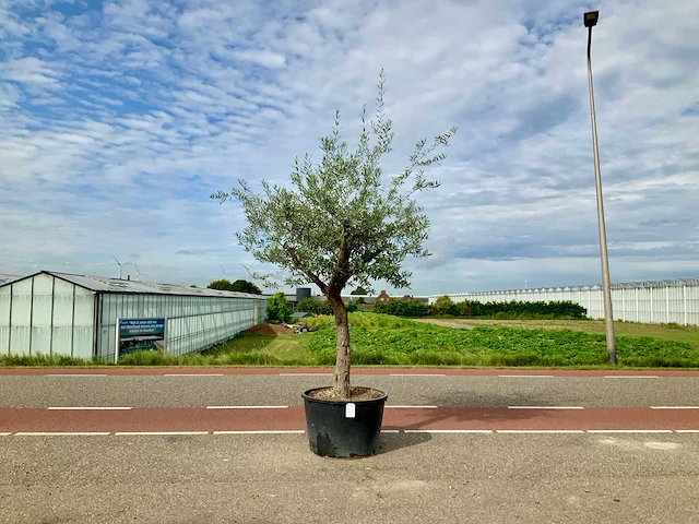 Olijfboom (olea europaea lessini) - afbeelding 1 van  1