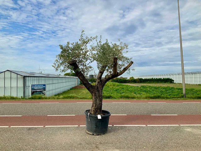 Olijfboom (olea europaea lessini) - afbeelding 1 van  1