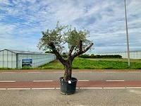 Olijfboom (olea europaea lessini) - afbeelding 1 van  1