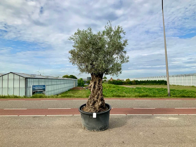 Olijfboom (olea europaea lessini) - afbeelding 1 van  1