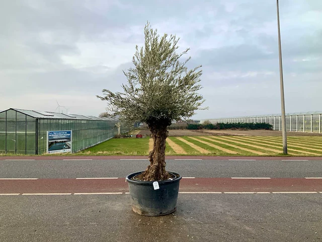 Olijfboom (olea europaea lessini) - afbeelding 1 van  1