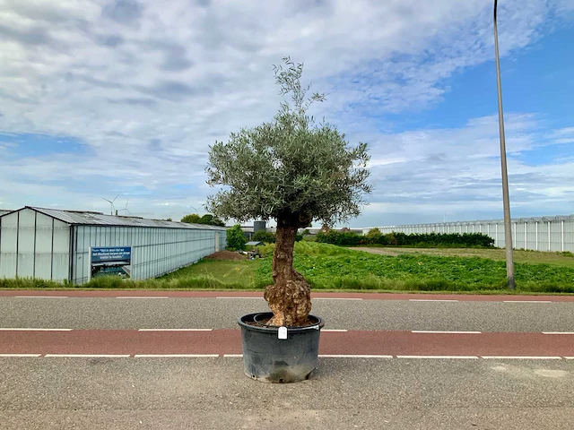 Olijfboom (olea europaea lessini) - afbeelding 1 van  1