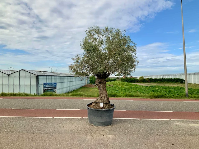Olijfboom (olea europaea lessini) - afbeelding 1 van  1