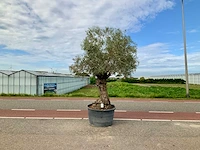 Olijfboom (olea europaea lessini) - afbeelding 1 van  1