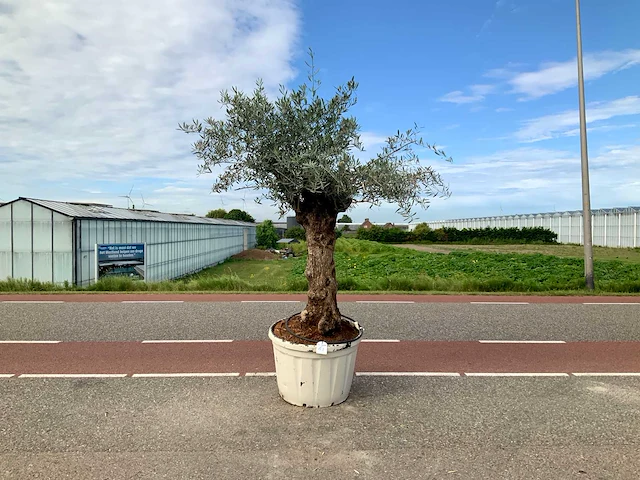 Olijfboom (olea europaea lessini) - afbeelding 1 van  1